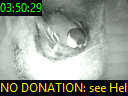 03:50:29