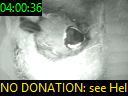 04:00:36