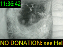 11:36:42