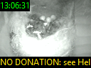 13:06:31